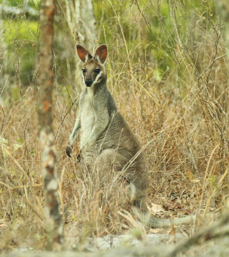 Bridled Wallaby