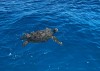 Green Sea Turtle 1
